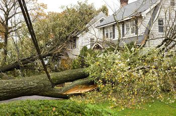 tree_fallen_house